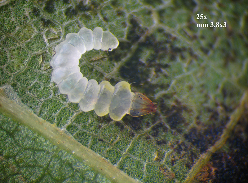 Lithocolletis (Phyllonorycter) platani con parassitoidi